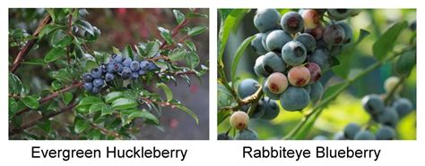 are huckleberries similar to blueberries